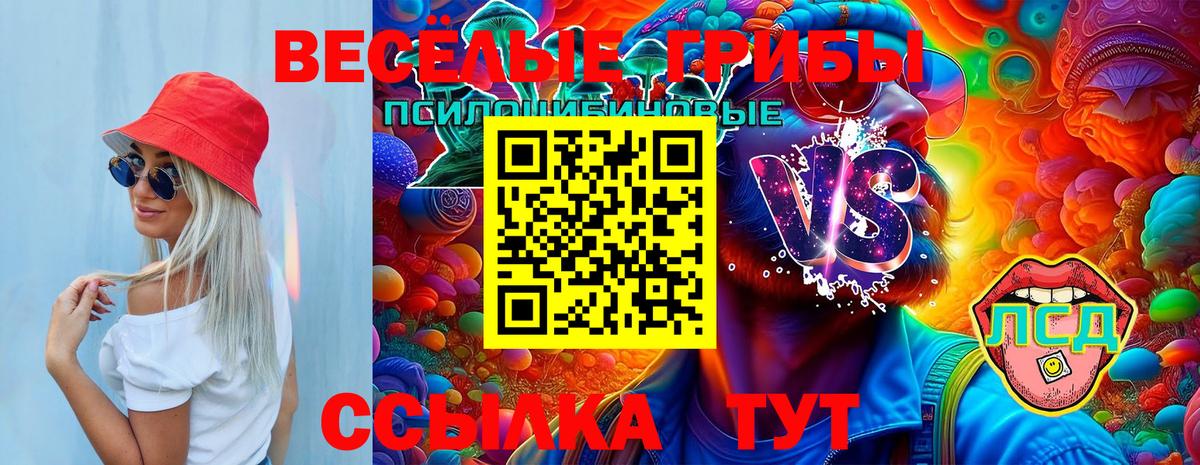 Псилоцибиновые грибы Psilocybe  где найти   Пятигорск 